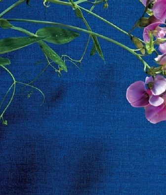 ���� Elitis Soie VP 620 55