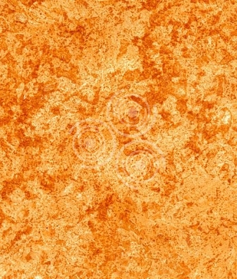 ���� Arlin Terria 23