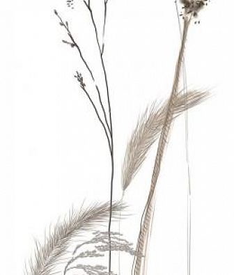 ���� Marburg Crush Motion 63486