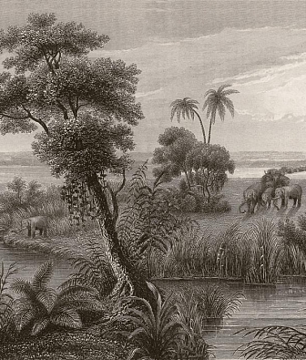 ���� Rasch Lirico 556131