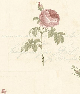  Aura Rose Garden CG28861