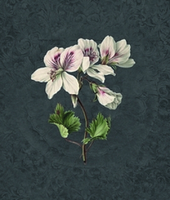  KT-Exclusive Vanilla Lime 014277 DAYDREAMS