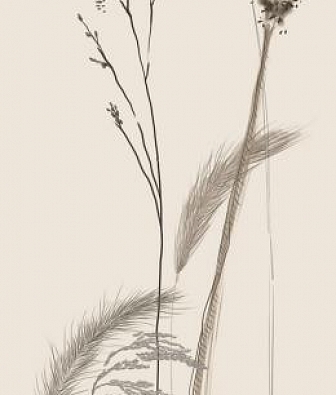 ���� Marburg Crush Motion 63485